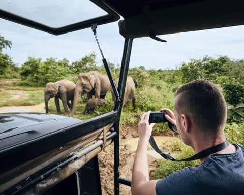 Taking Picture of Elephants
