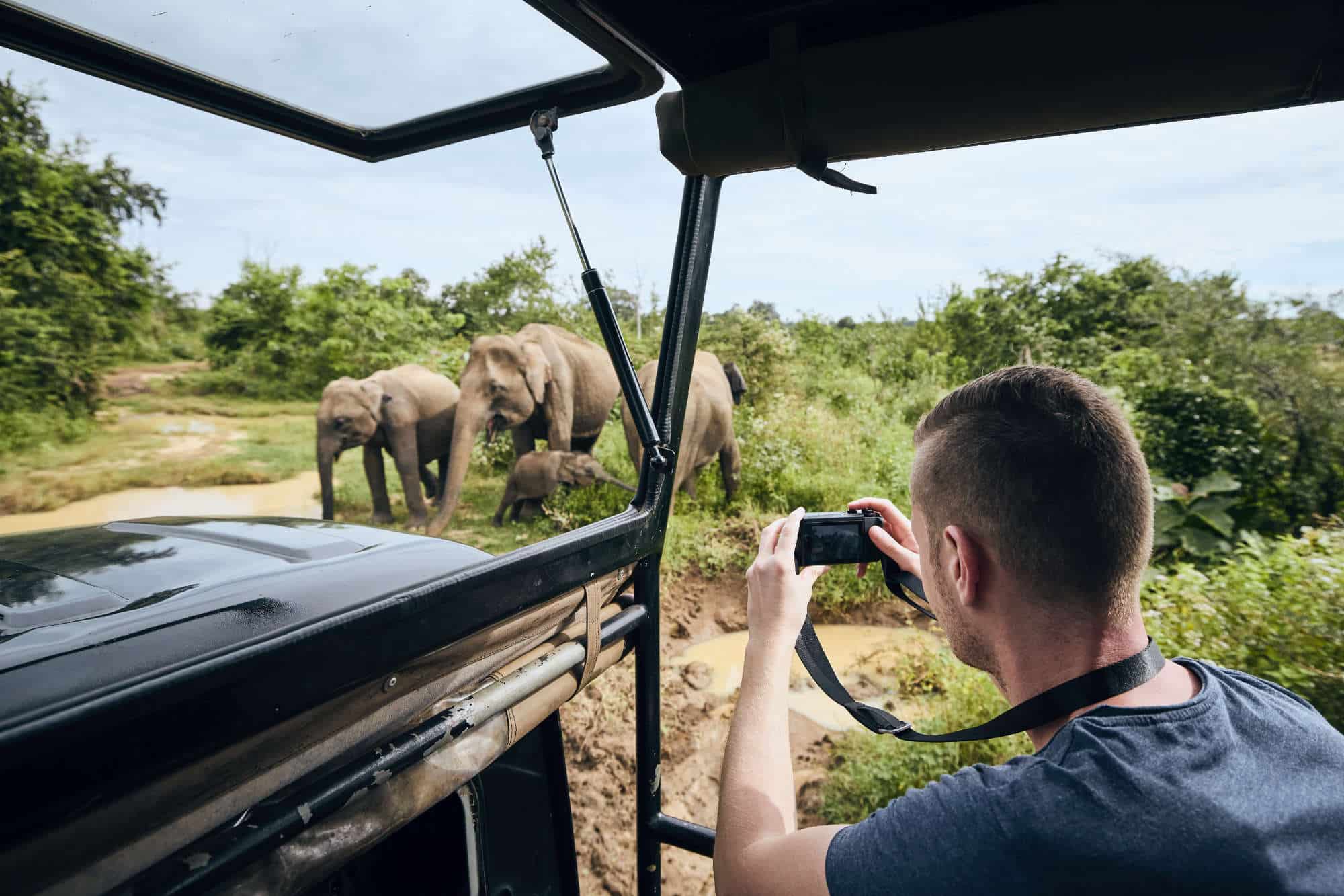 Taking Picture of Elephants