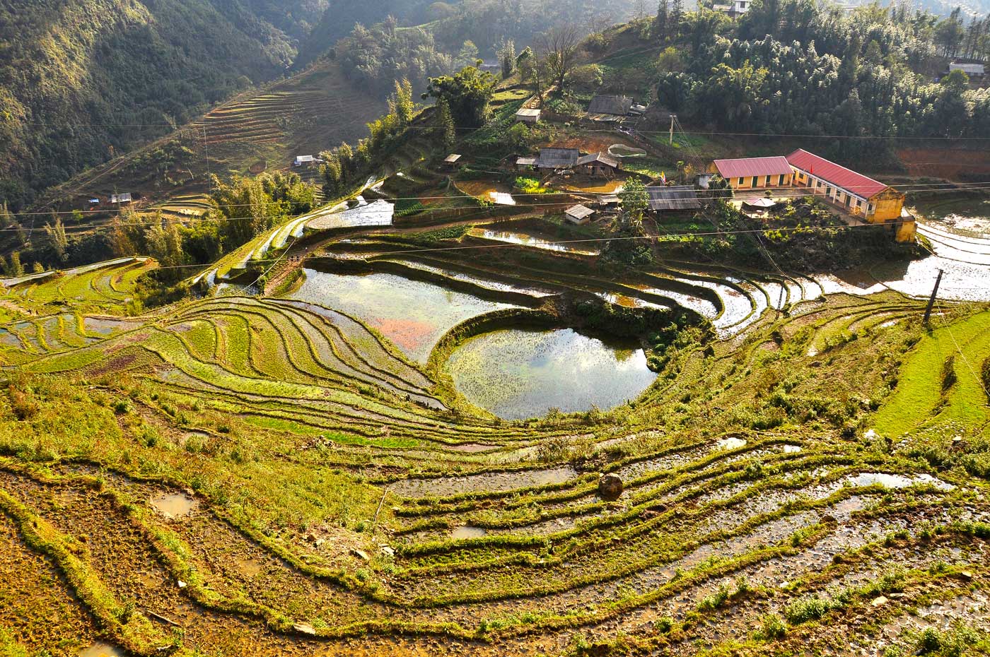 Terraced rice field in Vietnam